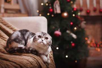 Fototapeta na wymiar Cat breed Scottish Fold, Christmas and New Year