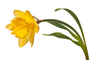yellow daffodil isolated on white background - 96105278