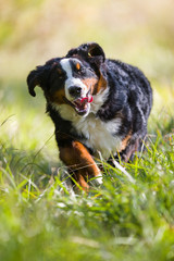 Junger Berner Sennenhund tobt in der Wiese