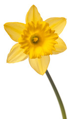 yellow daffodil isolated on white background