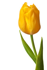 Spring Tulip in bright yellow