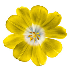 Fototapeta premium yellow tulip isolated on white background