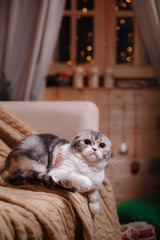 Fototapeta na wymiar Cat breed Scottish Fold, Christmas and New Year