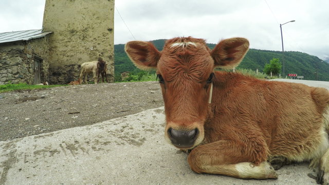 Cow on city street