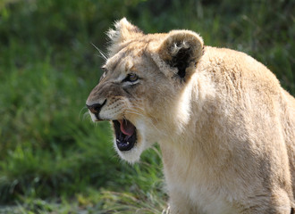 portrait of a wild lion.