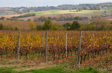 Fototapeta premium Paesaggio rurale con vitigno in autunno