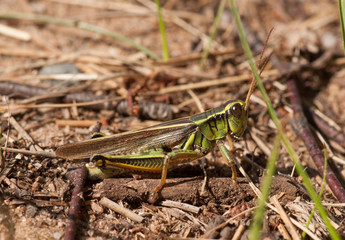 Two-striped Grasshopper