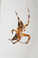 Cross spider, Araneus diadematus feeding on caught insect