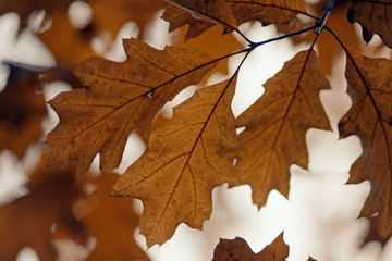 Oak background./Incredibly beautiful oak leaves beautiful warm spring day.