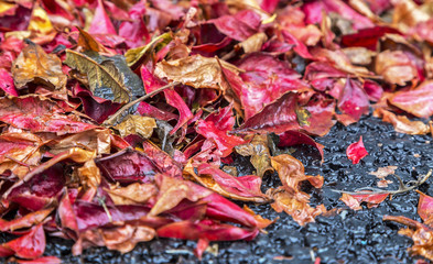 Red leaves