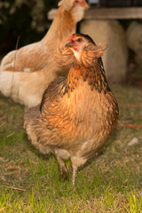 Image of a hen walking on a green field