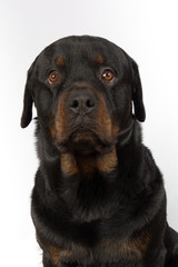 Rottweiler dog sitting down and isolated on white