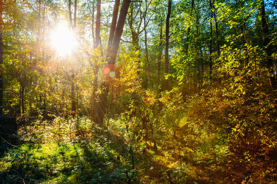 Sunny Day In Summer Sunny Forest Trees. Nature Woods,  Sunlight 