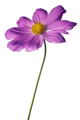 purple cosmos isolated on white