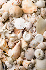 seashell background