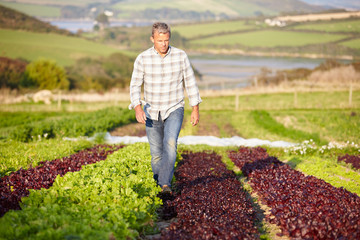 Farmer Checking Organic Salad Leaves On Farm