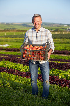 Farmer With Organic Tomato Crop On Farm