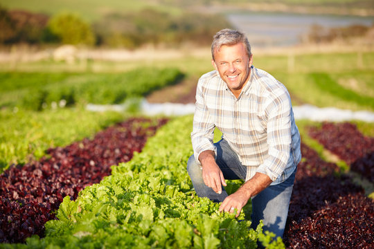 Farmer Harvesting Organic Salad Leaves On Farm