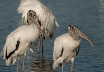 Wood Storks
