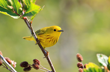 A male Yellow Warbler perching on a branch.   Nova Scotia, Canada