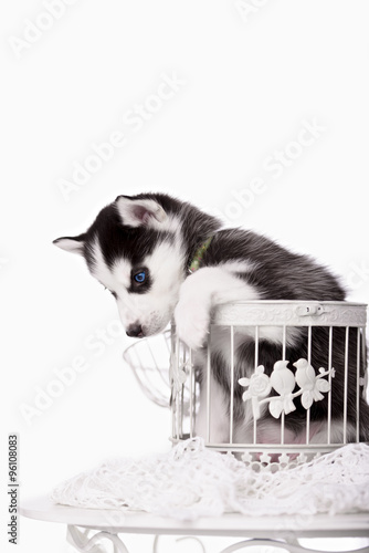 Adorable Black And White With Blue Eyes Husky Puppy Stock Photo