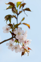 A branch of cherry blossoms against the blue sky