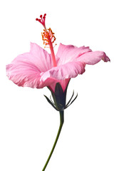 Pink hibiscus isolated © Christine