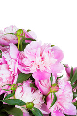 Big bouquet of pink peonies on a white background, isolated