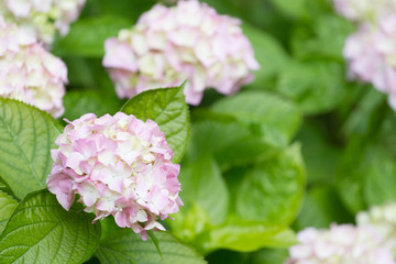 blossoming pink hydrangea lit with the sun