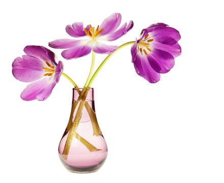 purple tulip isolated on white background