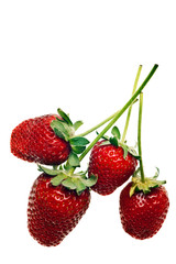 ripe red strawberries with stems and leaves isolated on white ba