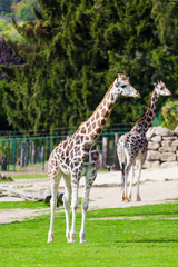 Naklejka na ściany i meble giraffes in the zoo safari park
