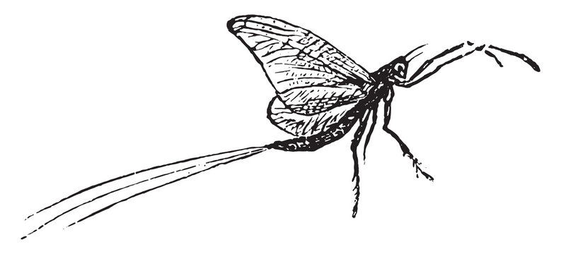 Mayfly, vintage engraving.