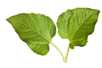 sunflower leaves isolated