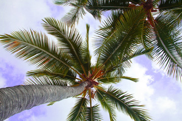 palm trees - 96110674