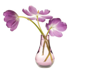 purple tulip isolated