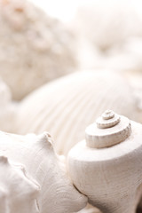 fossilized seashell background - 96110884