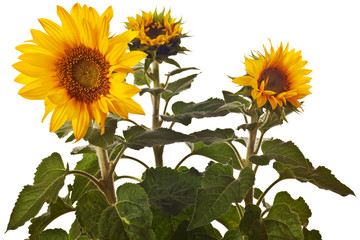 Fototapeta premium sunflower isolated