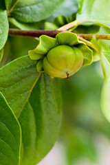 persimmon tree