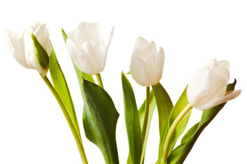 Spring Tulips in white