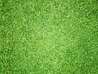 Fototapeta premium Golf Courses green lawn