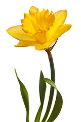 yellow daffodil isolated - 96111099