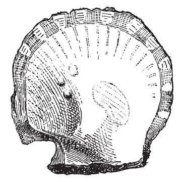 Avicule, vintage engraving.