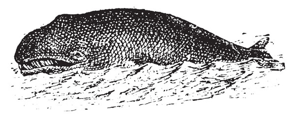Obraz premium Whale, vintage engraving.