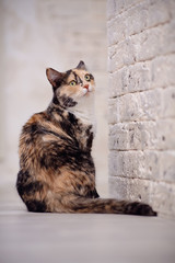 Multi-colored cat near a brick light wall