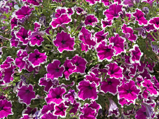Petunien - Petunia