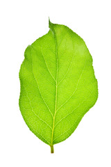 Fototapeta premium green leaf isolated