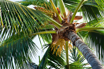 palm trees