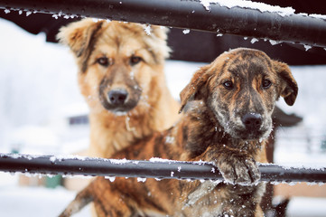 Two homeless dogs freezing