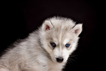 Husky dog puppy one month old in  black background